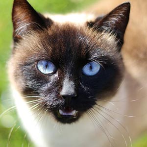 Chat birman