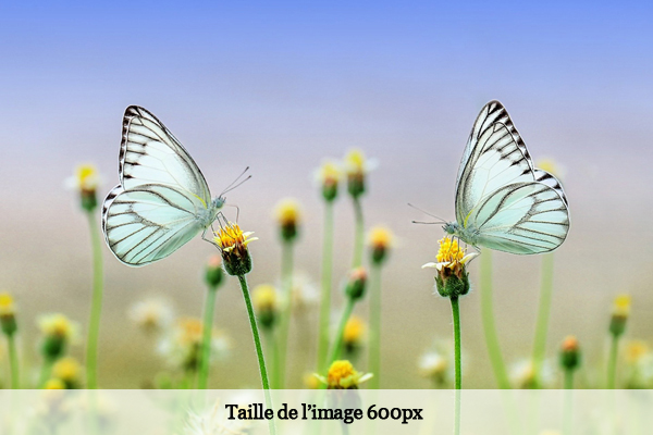 Photo de deux Papillons