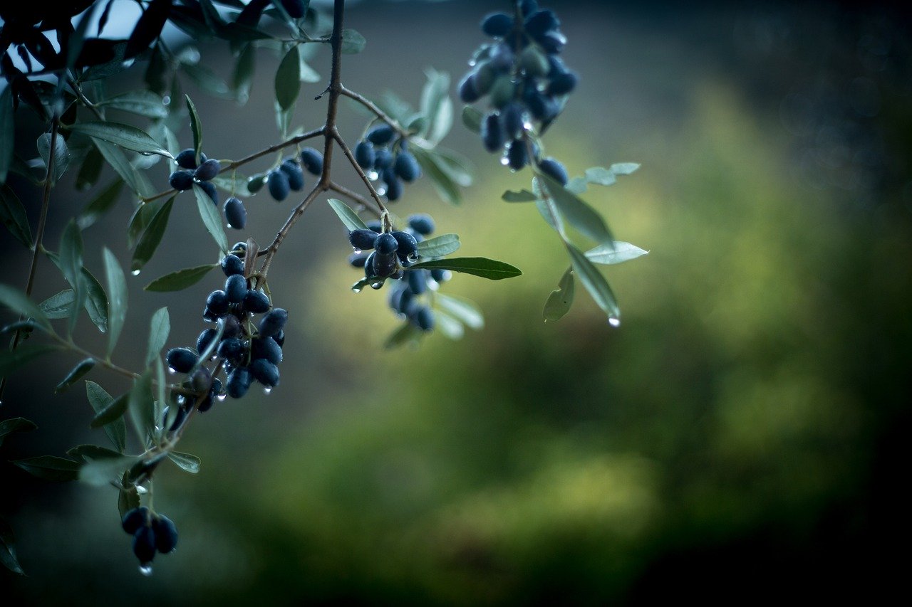 blackcurrant branch